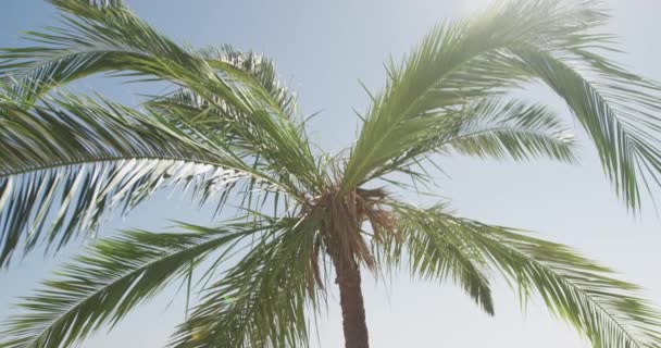Крупним Планом Чудовий Вид Корону Пальми Сонячний День Повільному Русі — стокове відео