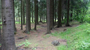 Ağaçlar ve yeşil bitkiler ile eski orman
