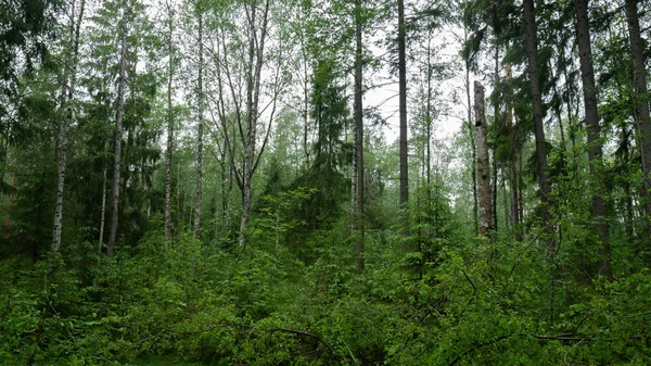 Oud bos met bomen en groene planten — Stockfoto