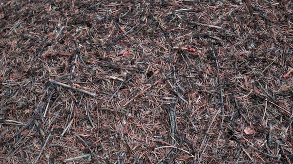 Een heleboel naalden op een Anthill — Stockfoto