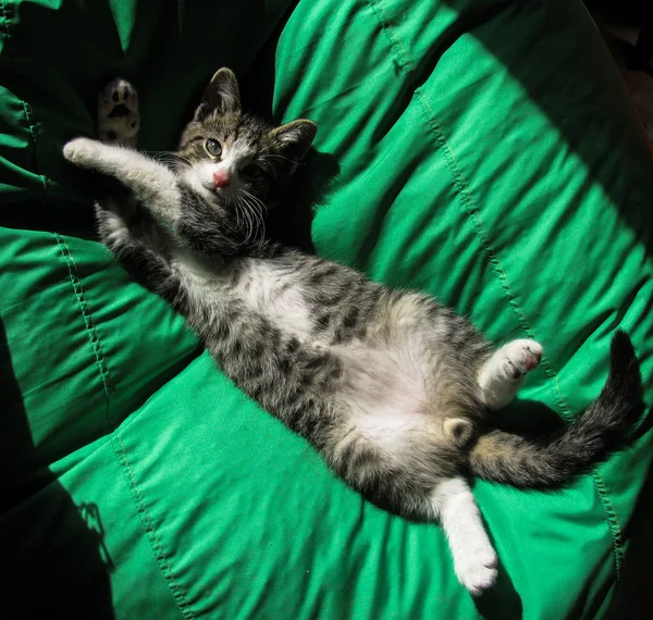 Cute kitty leżącego na poduszce, po prostu obudził się — Zdjęcie stockowe