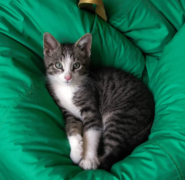 Süße Miezekatze auf einem Kissen liegend, gerade aufgewacht — Stockfoto