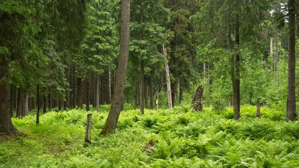 Vecchia foresta con alberi e piante — Foto Stock