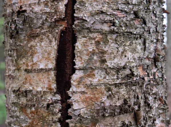 古い木の樹皮。テンプレートとして使用できます。 — ストック写真