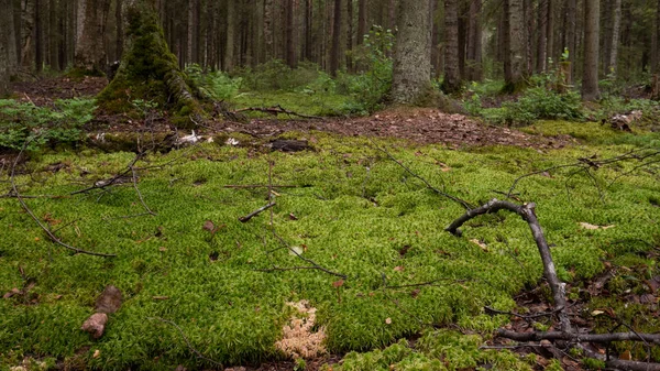 Ağaçlar ve yeşil bitkiler ile eski orman — Stok fotoğraf
