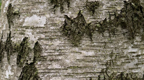 古い木の樹皮。テンプレートとして使用できます。 — ストック写真