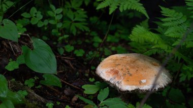white mushroom standing in the middle of forest
