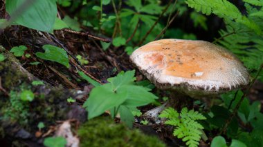 white mushroom standing in the middle of forest