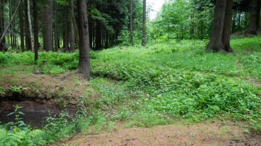 Ağaçlar ve yeşil bitkiler ile eski orman