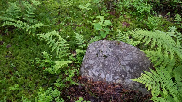 Eski bir ormanın ortasında bir bitkinin dal — Stok fotoğraf
