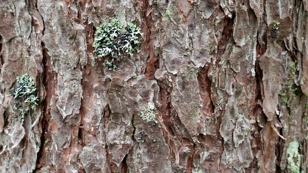 Stará stromová kůra. lze použít jako šablonu — Stock fotografie