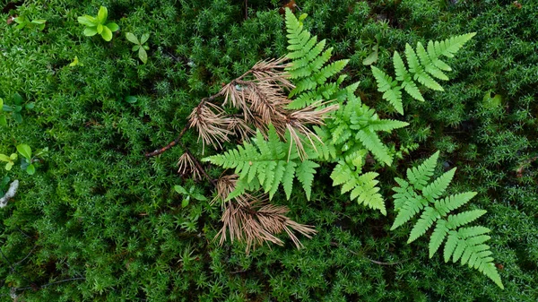 古い森の真ん中にある植物の小枝 — ストック写真