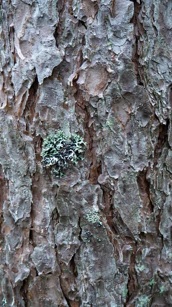 Corteza de árbol viejo. se puede utilizar como plantilla —  Fotos de Stock