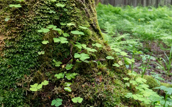 古い森の真ん中のクローバーの小枝 — ストック写真