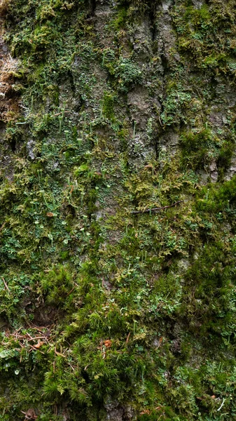 Oude boom schors. kan als sjabloon worden gebruikt — Stockfoto