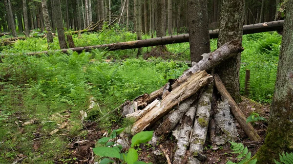 Kereste ve eski ormanda düşen ağaç — Stok fotoğraf