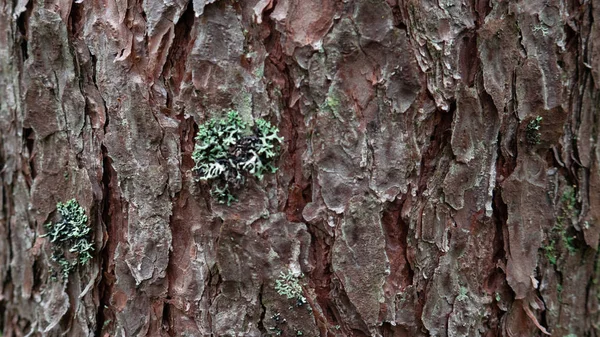Oude boom schors. kan als sjabloon worden gebruikt — Stockfoto