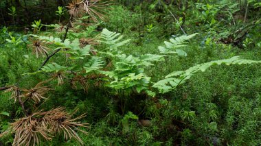 eski bir ormanın ortasında bir bitkinin dal