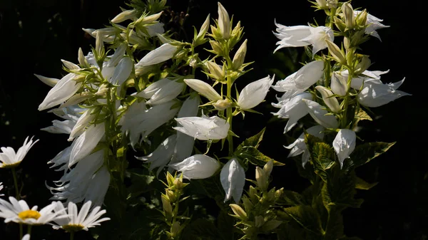 Fleur aux couleurs blanches, fond d'herbe verte . — Photo