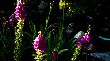 Yeşil çim bir arka plan üzerinde parlak pembe çiçek.