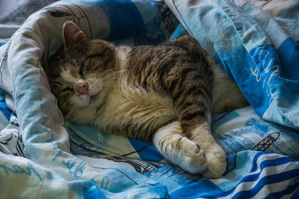 Beautiful Cat Sleeps Bed Cat Lying Bed Covered Blanket Cat — Stock Photo, Image