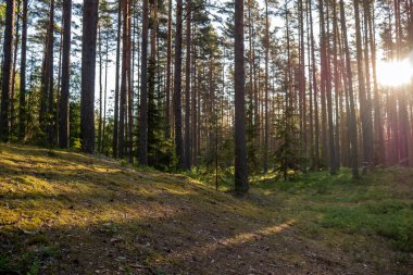 Güneşin ışınlarının ağaçların arasından geçtiği güzel yeşil bir orman. Ormanda günbatımı.