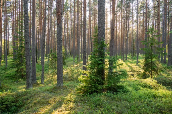 Красивый Зеленый Лес Солнечные Лучи Проходят Сквозь Деревья Закат Настроениях — стоковое фото