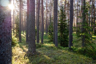 Ormanda ağaçların arasından güneş ışınları geçer.. 