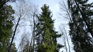 Güzel yeşil yapraklı ve kozalaklı orman.