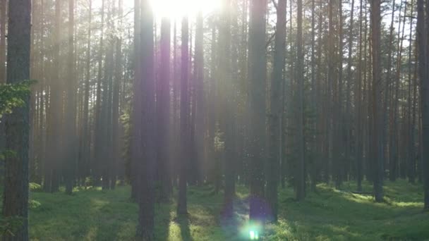 Mosquitos e mosquitos voam na floresta. — Vídeo de Stock