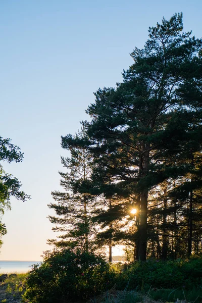 Gyönyörű Kilátás Erdőből Tóra Előtérben Van Egy Homokos Magas Fák — Stock Fotó