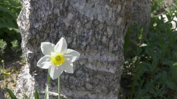 Krásné jasné květy rostoucí v zahradě — Stock video