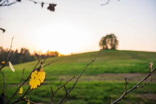 Piękny Płaskorzeźba Żółty Liść Tle Zielonej Trawy Drzew Wzgórza Nadchodzi — Zdjęcie stockowe