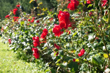 Yeşilliğe karşı güzel kırmızı güller. Büyük çiçek çalıları yan tarafa bakıyor..