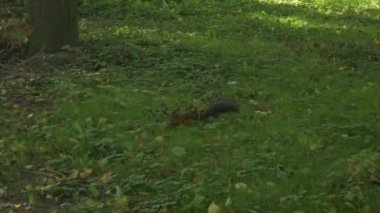 Küçük bir sincap çimlerin üzerinde yürüyor. Ormanda görülen sincap fındık topluyor..