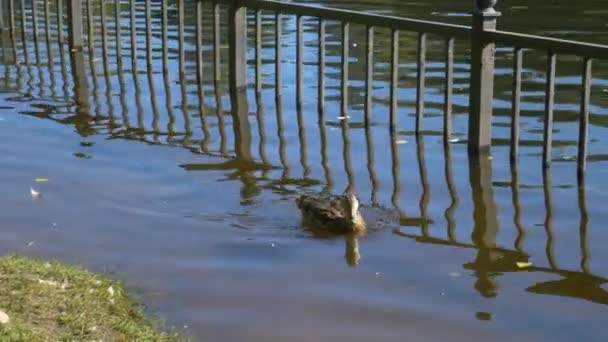 Schowaj Się Wodzie Zbliżenie Kaczka Brązowa Pływa Jeziorze — Wideo stockowe