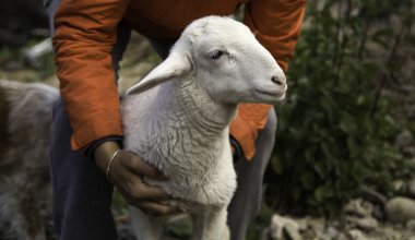 Beyaz koyun çiftliği hayvanı, doğa.