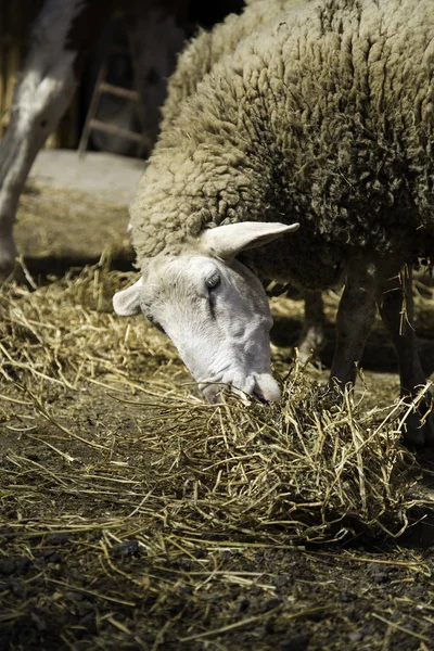 Owce Zamknięte Gospodarstwie Przemysł Mięsny — Zdjęcie stockowe