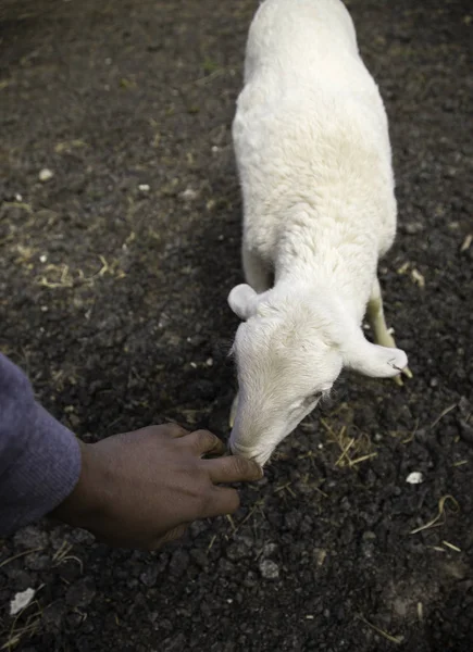 White Lamb Farm Animal Nature — Stock Photo, Image