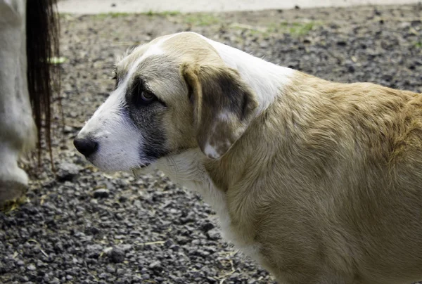 Smutní Mastifští Psi Terénu Opuštění Zvířat — Stock fotografie