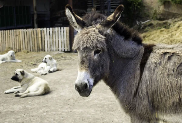 Donkey in field walking, animals and nature