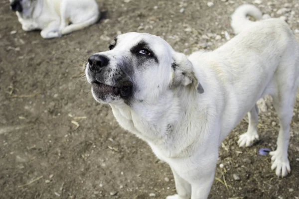 Perros Mastín Triste Campo Abandono Animales —  Fotos de Stock