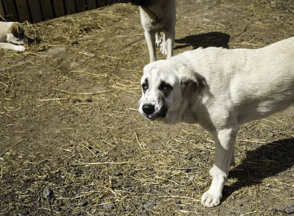 Traurige Doggen Auf Dem Feld Verlassene Tiere — Stockfoto