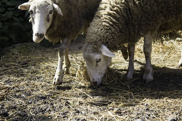 Owce Zamknięte Gospodarstwie Przemysł Mięsny — Zdjęcie stockowe