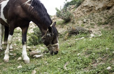 Atı alan yemek, hayvanlar ve doğa