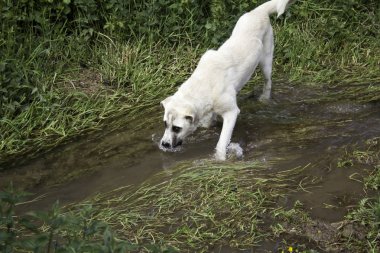 Tarlada üzgün mastır köpekleri, hayvanları terk etme