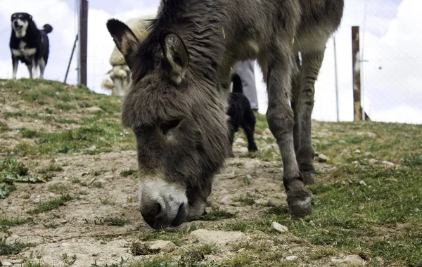 Donkey in field walking, animals and nature