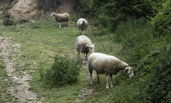 Schafe Bauernhof Eingesperrt Fleischtierindustrie — Stockfoto