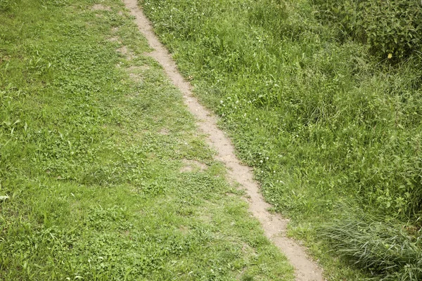 Tarlada ağaçlar olan orman, doğal manzara