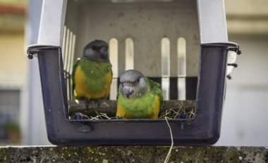 Egzotik papağan, Esaret, hayvanlar ve doğa kuşları